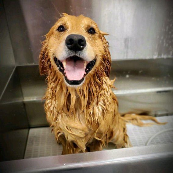 happy golden in tub - Affordable Dog Groomer School with on-site Grooming Salon