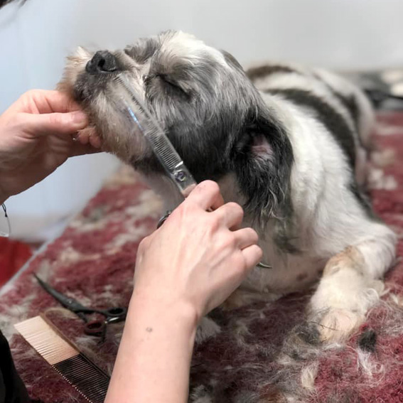 Grooming a dog - Book a Groom at Woof Gang™ Academy of Grooming